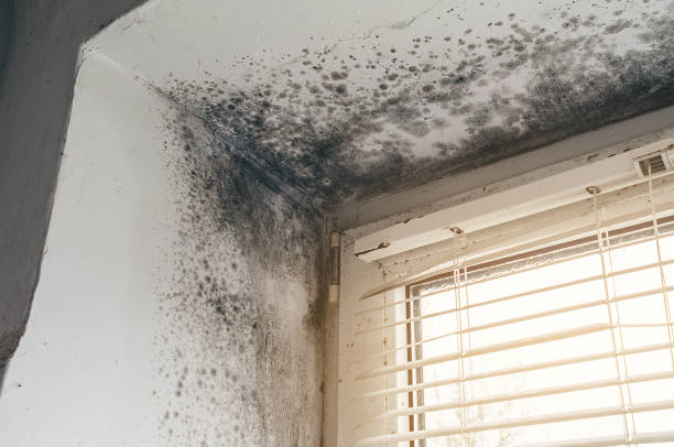 Affordable Mold Removal solutions in Hasbrouck Heights, NJ